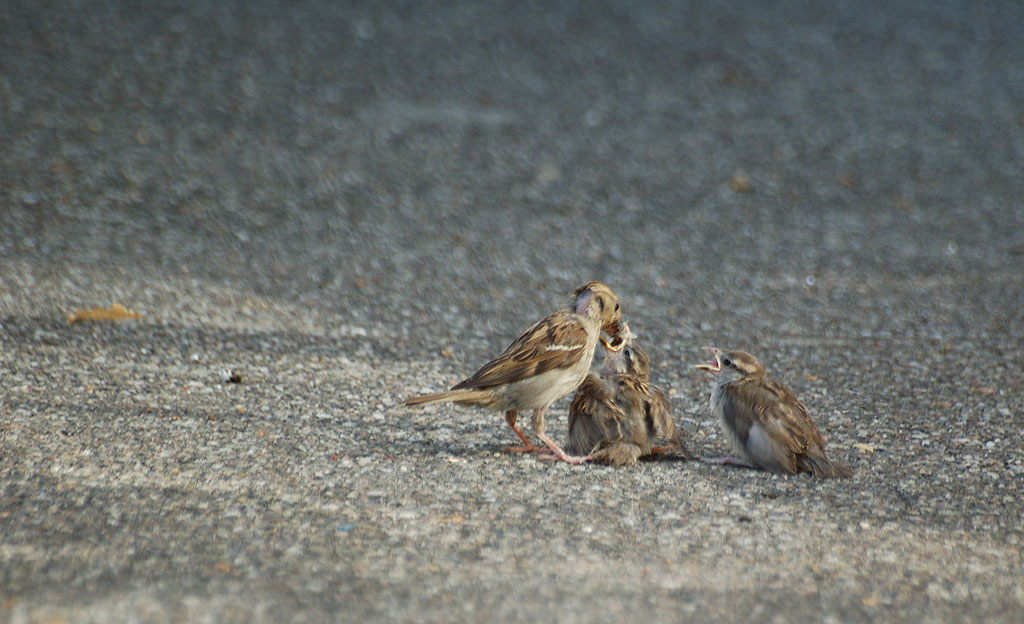 Un appétit de moineau ... dites ça à la mère