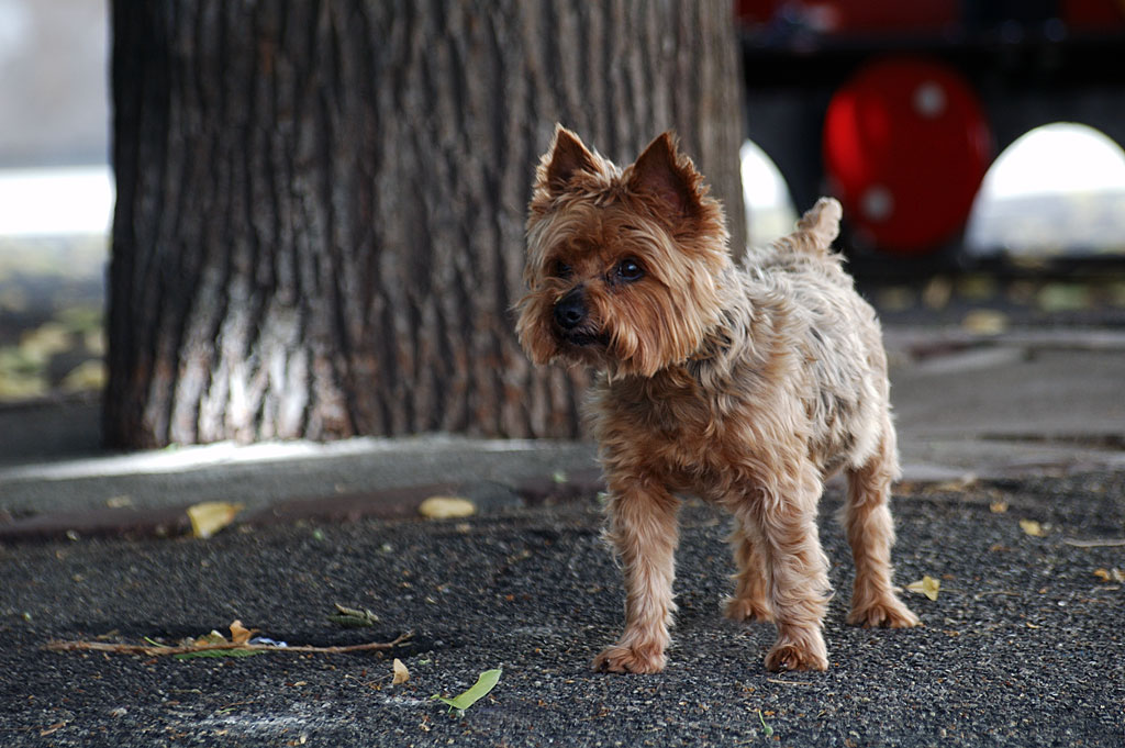Syndrome du jumeau fantôme