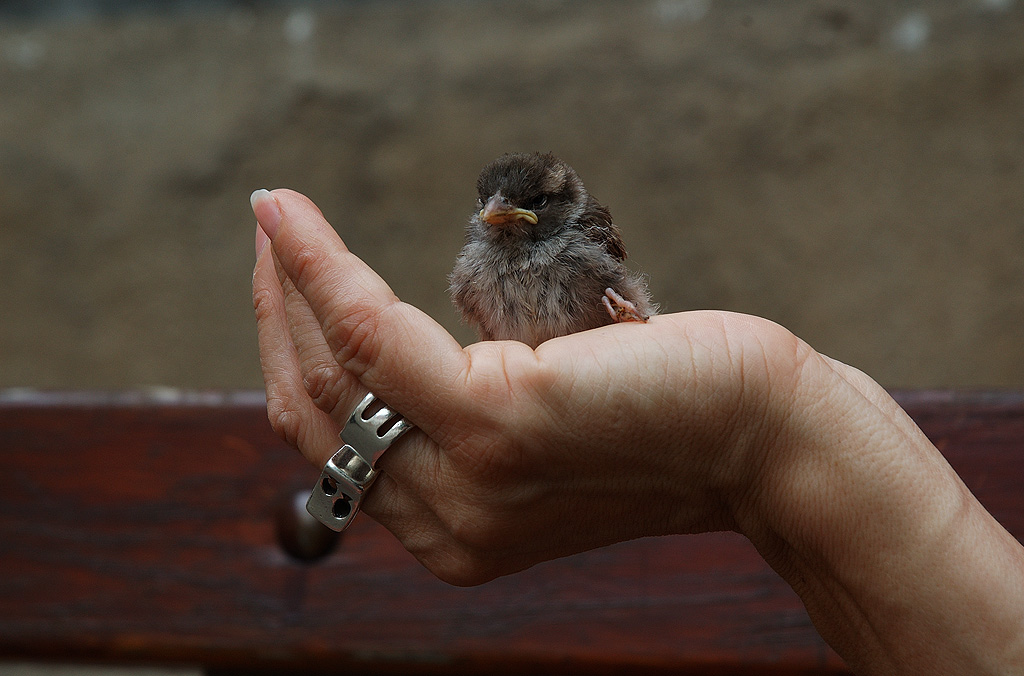 concours artistique de la Ville de Colmar pour promouvoir la création artistique à Colmar