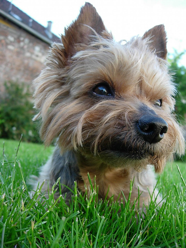 Syndrome du jumeau fantôme
