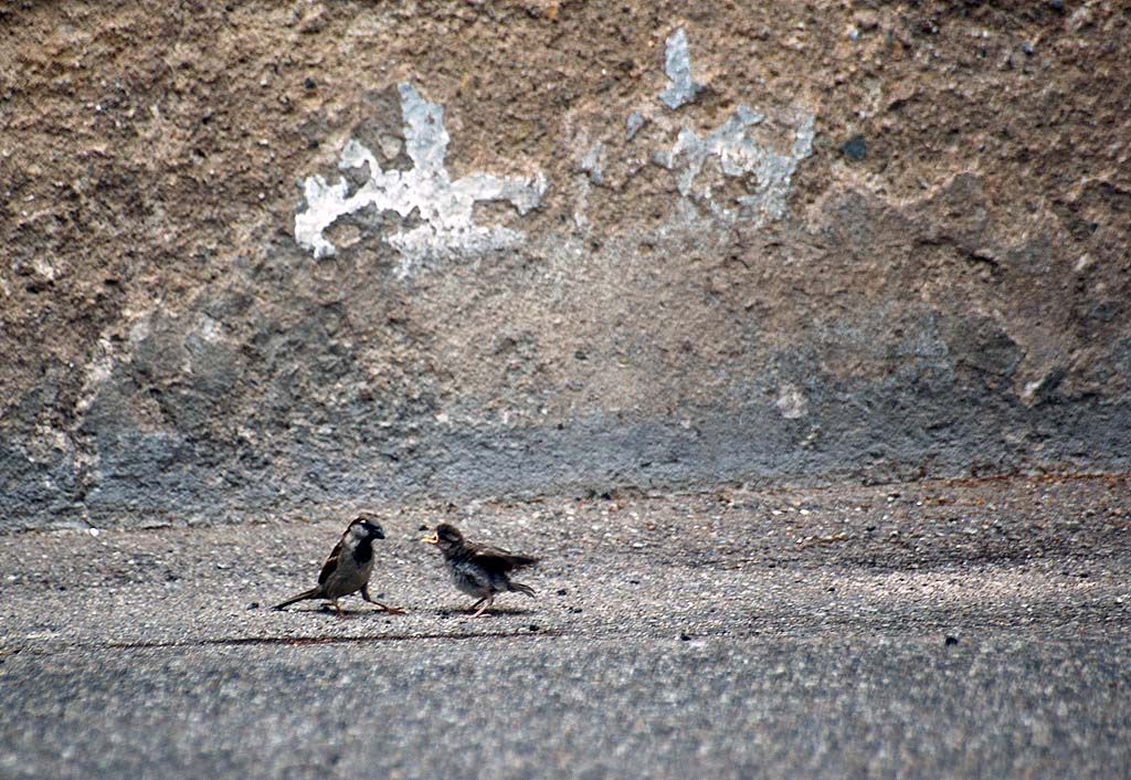 les montagnes colmarienne